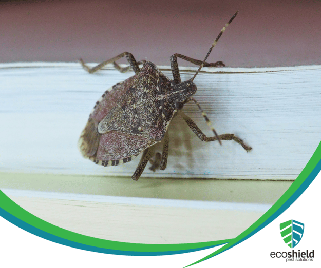 Why Are There Stink Bugs in my House?